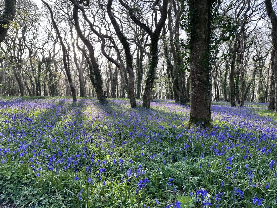 Bluebells in woodland at the Visual Music Residency