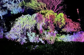 Colourful projections cast onto trees outside during the residency