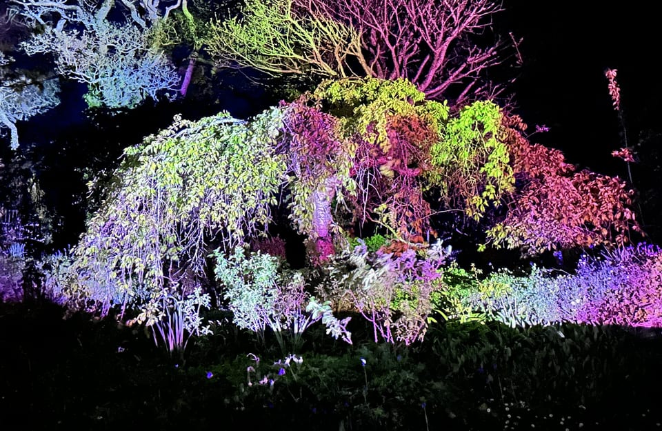 Colourful projections cast onto trees outside during the residency